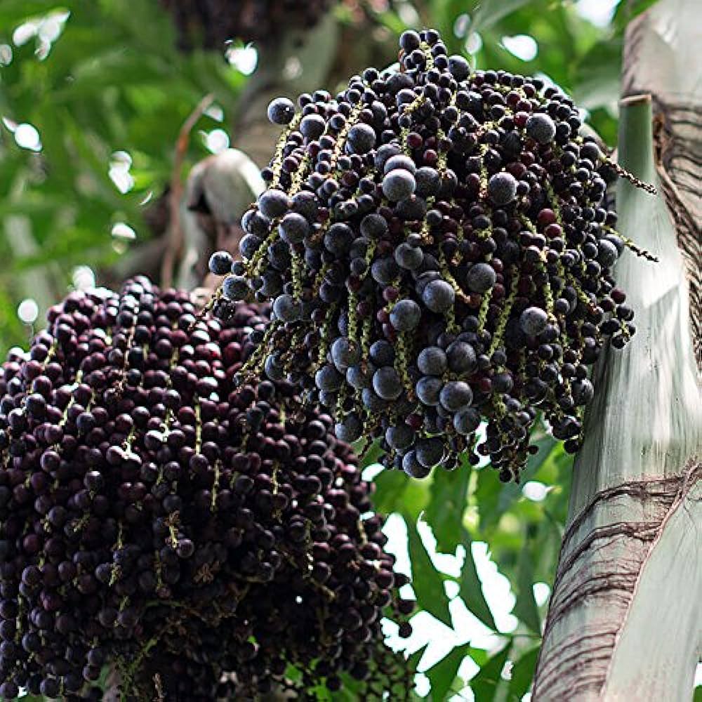 Acai Berry Tree